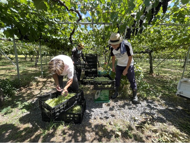 山形の秋葉農園(んーまい農園)さんでぶどう(セイベル)を収穫 山形の秋葉農園(んーまい農園)さんでぶどう(セイベル)を収穫