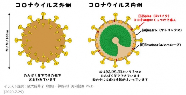 微生物病研究所とワクチンメーカーbiken財団が 新型コロナq A 阪大微研のやわらかサイエンス を開設 時事ドットコム