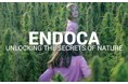 北欧CBDブランド 「ENDOCA（エンドカ）」全製品の価格を2026年10月1日より改定