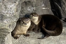 アクアワールド茨城県大洗水族館 日本初 シロワニの赤ちゃん展示開始 ２０２１年１０月１２日 火 公益財団法人いばらき文化振興財団のプレスリリース