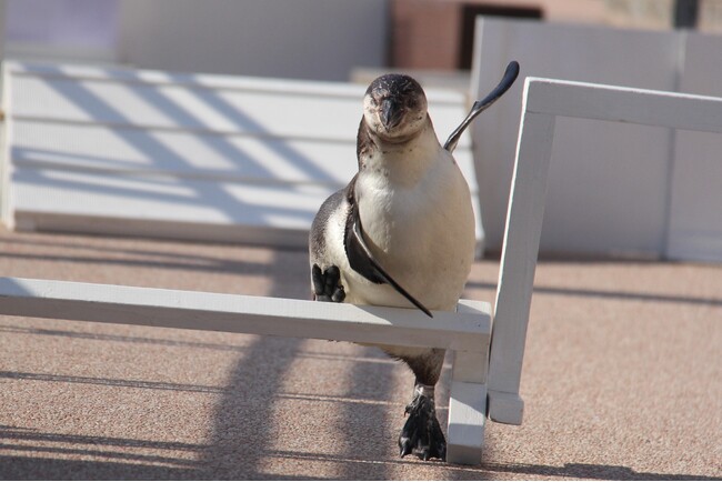 フンボルトペンギン