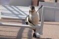 【アクアワールド茨城県大洗水族館】生き物と一緒に秋の魅力を再発見♪AUTUMN AQUAWORLD~それぞれの『秋』を見つけよう!~【2024年9月14日(土)~11月17日(日)】