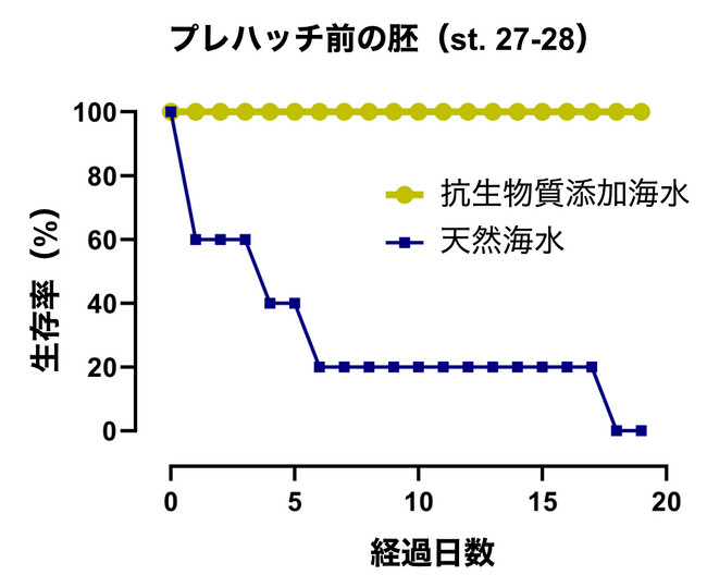 図1：トラザメ初期胚の生存実験