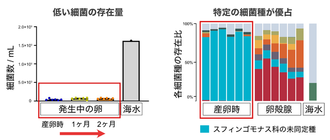 図2：卵殻内の微生物環境