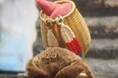 【アクアワールド茨城県大洗水族館】AUTUMN AQUAWORLD【茨城の秋の名産『さつまいも水槽』登場!】