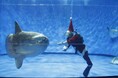 【アクアワールド茨城県大洗水族館】アクアワールド・大洗で生き物たちと楽しむクリスマス【アクアワールドクリスマス2024開催決定!】2024年11月23日(土)~12月25日(水)