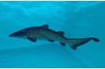【アクアワールド茨城県大洗水族館】世界初の快挙!3度目の「シロワニ」繁殖に成功!