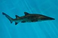 【アクアワールド茨城県大洗水族館】国内ではアクアワールド・大洗が唯一繁殖に成功したサメの仲間「シロワニ」3月に誕生したサメの赤ちゃん展示スタート!