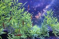 【アクアワールド茨城県大洗水族館】アクアワールド・大洗で動物たちと皆さんの願い事を叶えます『七夕アクアワールド開催決定!』【2025年6月5日(木)~7月7日(月)】