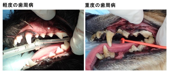 犬における軽度および重度の歯周病（麻布大学獣医学部薬理研究室提供データ）