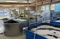 岩手県岩泉町でクルマエビ・バナメイエビの陸上養殖実証が本格始動　CMエンジニアリングがIoT水質モニタリングで支援