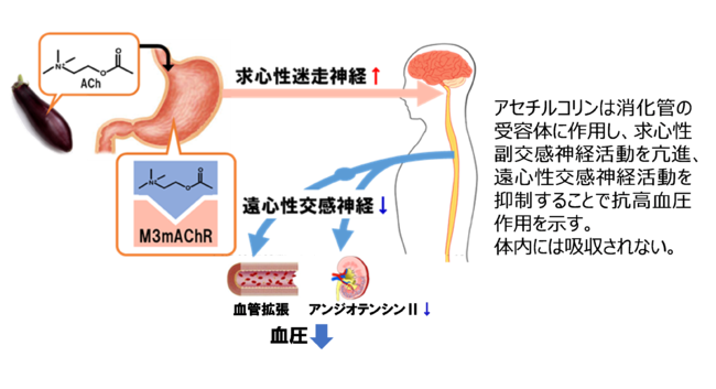 図２．コリンエステル（アセチルコリン）の自律神経調節による推定抗高血圧作用メカニズム