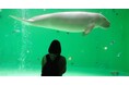 ジュゴン調査ツアー【 沖縄】常時開催が決定!鳥羽水族館とのコラボイベントも実施