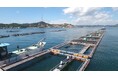 AI・IoTを活用した養殖業DXの実証事業を、香川県内の3拠点で展開 担い手問題や赤潮問題等に対応し、生産者・出荷者の収益向上を目指す