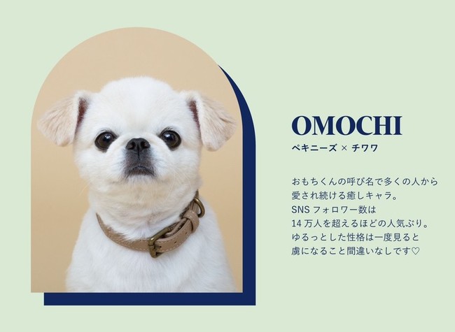 累計フォロワー数18万人を超える インスタの愛され犬 Citydogと初となるコラボアイテムを発表 Oricon News