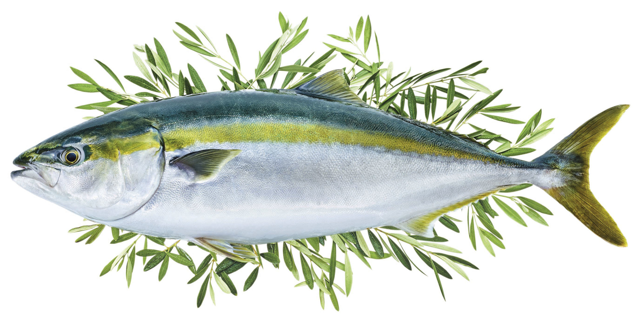 秋の味覚がいよいよ登場 香川県のブランド魚 オリーブハマチ 今年は9月17日 金 から解禁 公益社団法人香川県観光協会のプレスリリース