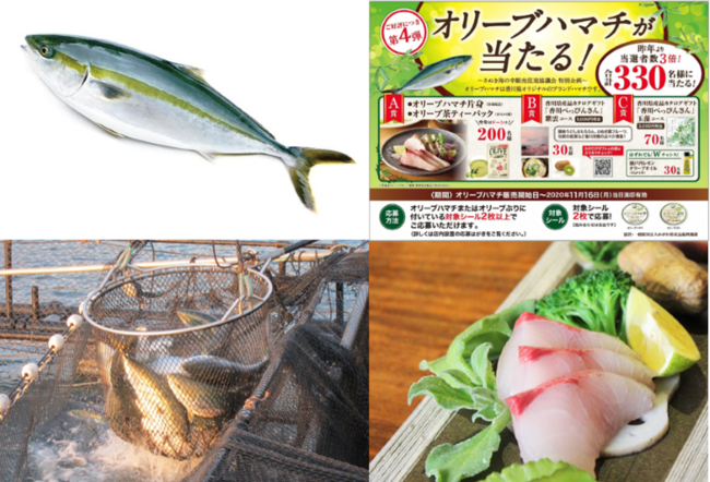 香川県ブランド魚「オリーブハマチ」