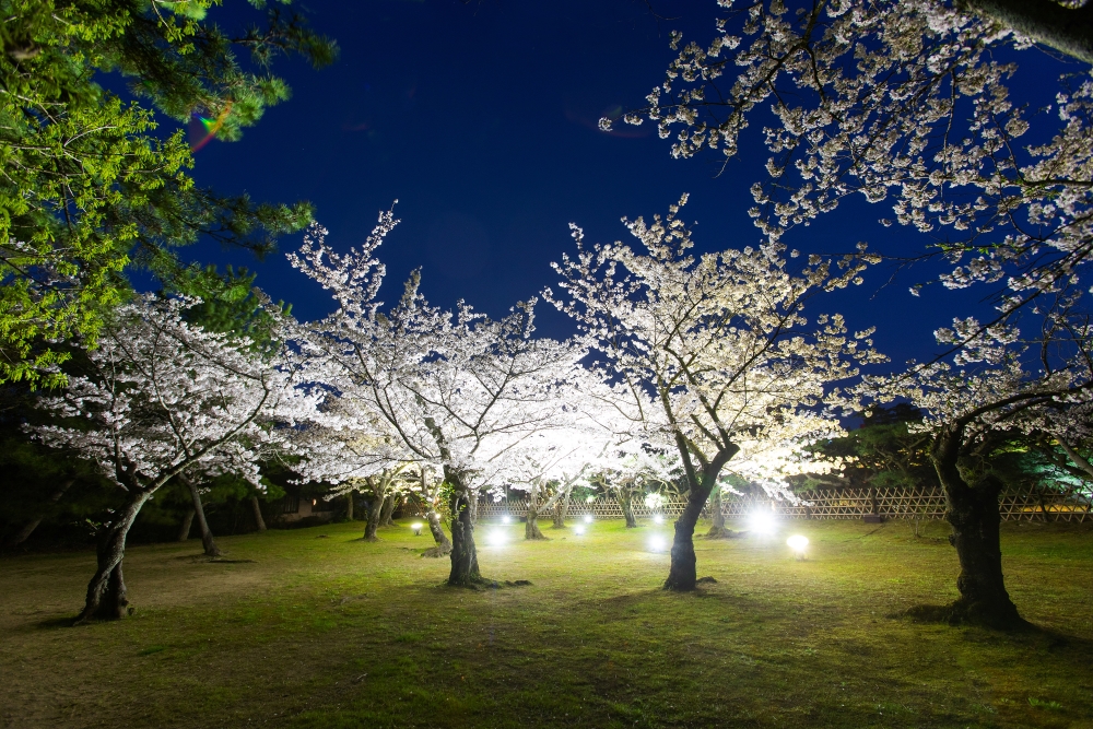 桜が美しい だけじゃない ロケーション抜群 春の絶景スポット をご紹介 特別名勝 栗林公園 春のライトアップ 3月26日 金 スタート 公益社団法人香川県観光協会のプレスリリース