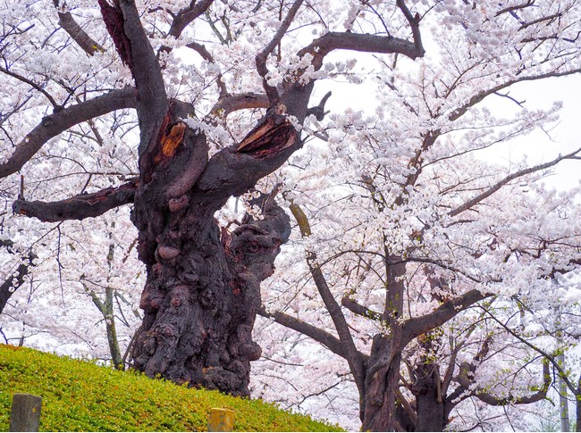 樹齢140年以上になる日本最古の染井吉野