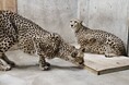 【群馬サファリパーク】希少動物のチーター2 頭を受け入れ