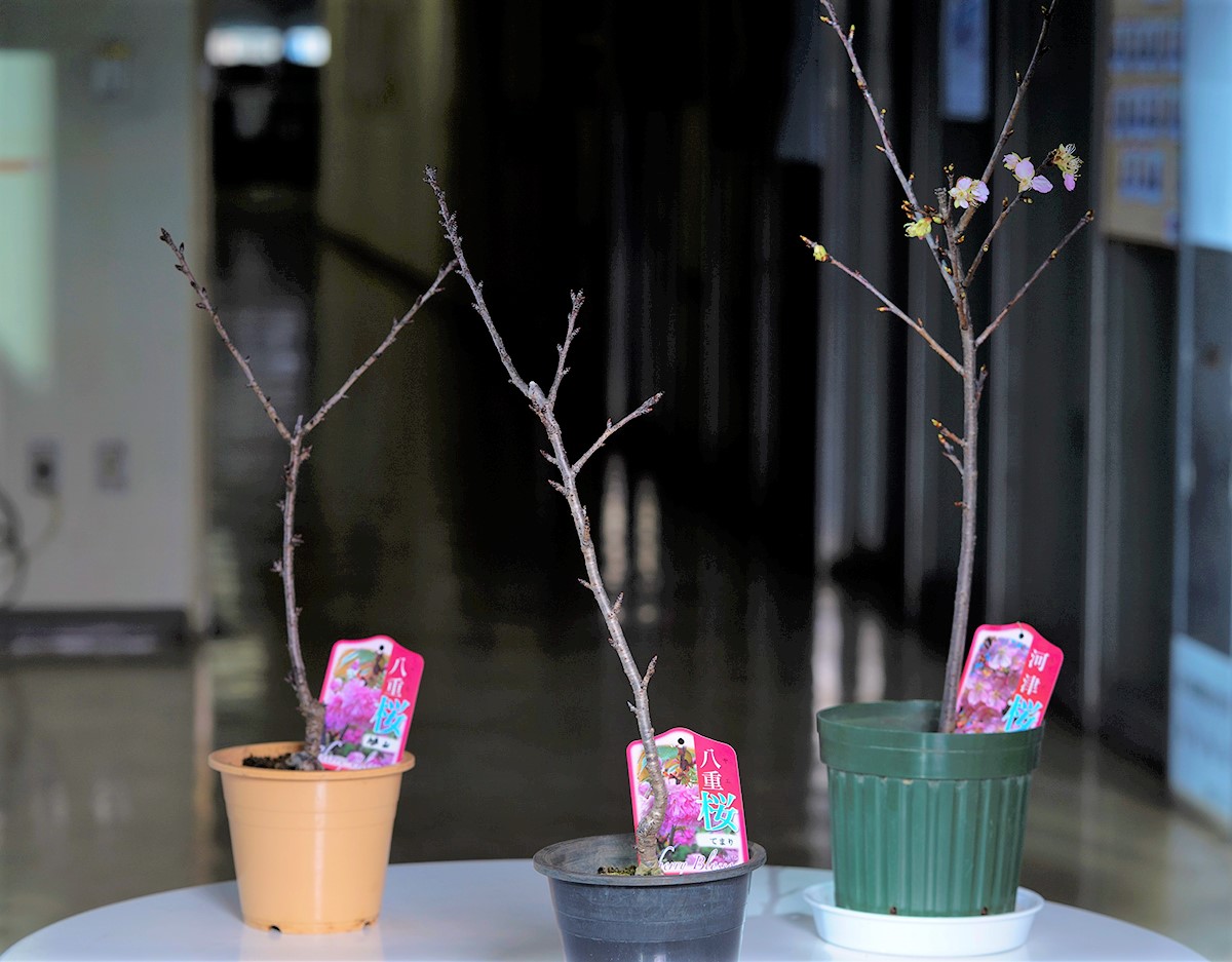 自宅でお花見 開花時期の異なる 河津桜 手毬桜 旭山桜 を一度に届ける特別企画が登場 次に咲くのはどのツボミ 株式会社 食文化のプレスリリース