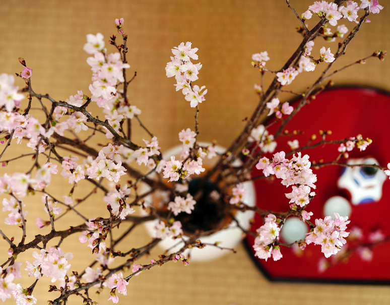 満開の「啓翁桜」で花見酒！花瓶に飾って蕾から葉桜までを愛でる。うまいもんドットコムの3月の花｜株式会社 食文化のプレスリリース