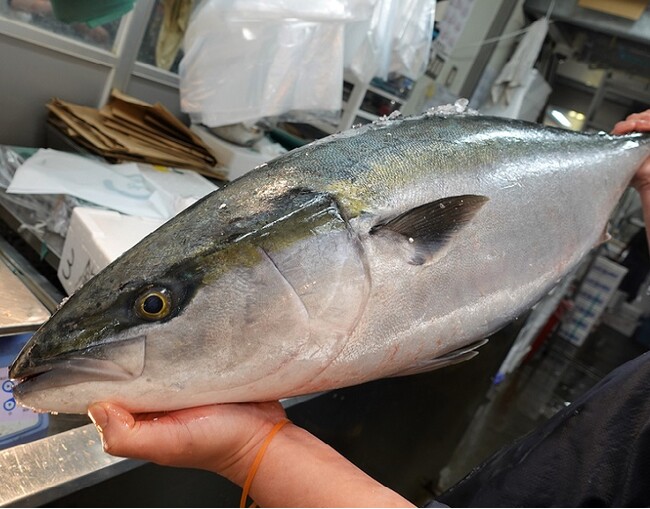 温暖化で異変 今 旬が変化しています 豊洲市場ドットコムがお届けする 新しい旬 特集の第一弾は 北海道のブリ 株式会社 食文化のプレスリリース