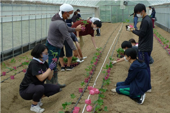 栽培指導を行う いちごの縁F（いちごのえん えっふぇ）の藤原さん（写真中央）