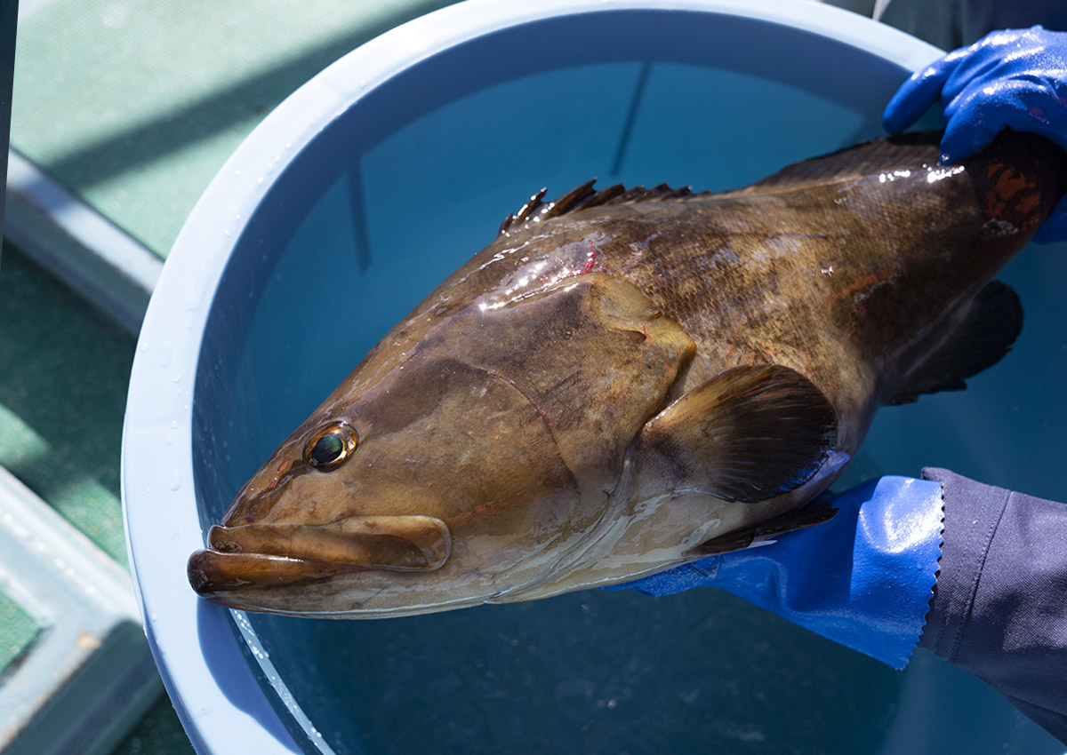 超希少な高級魚「クエ」をいつでも食べられる時代がやってきた！水産王国 愛媛県が養殖技術を確立したクエのお取り寄せ｜株式会社 食文化のプレスリリース