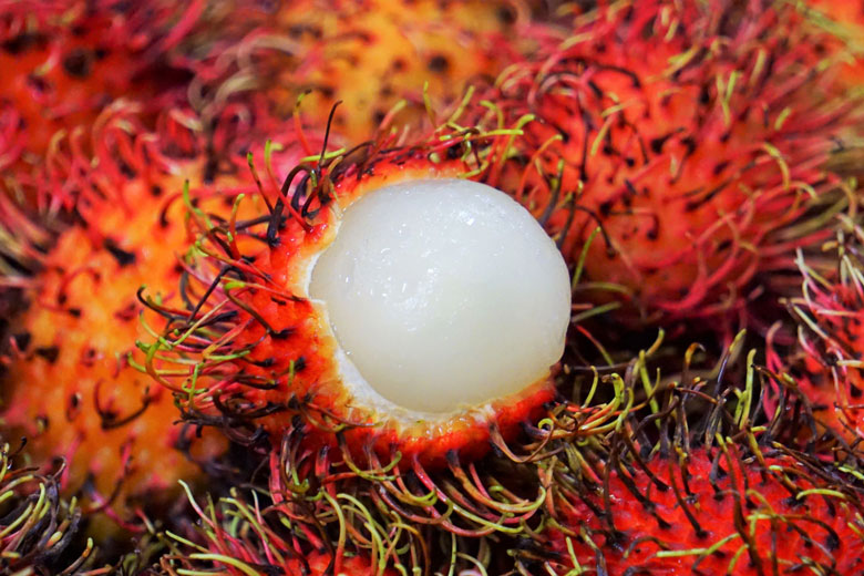 もじゃもじゃと毛の生えた 衝撃の見た目 豊洲市場ドットコムに南国フルーツ ランブータン が登場 グアテマラ産を初の取り扱い 株式会社 食文化のプレスリリース