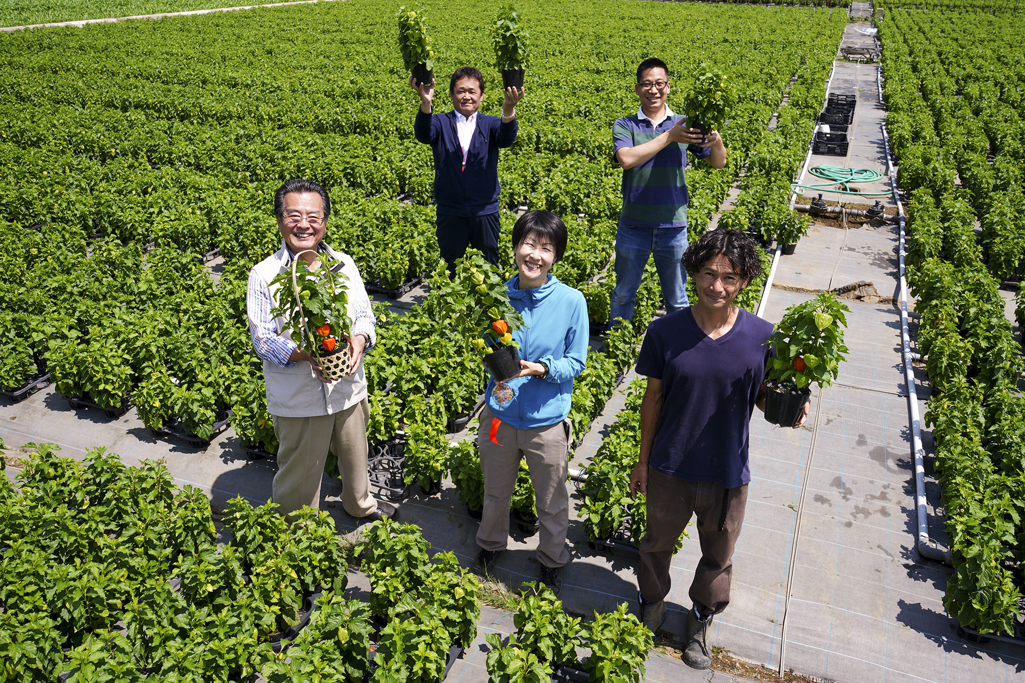 行き場を失った ほおずき 栽培農園へ温かいご支援ありがとうございました 生産者を応援する豊洲市場ドットコム 株式会社 食文化のプレスリリース