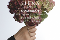 【SIENAROSE×SHAMROCK】初夏を彩る、紫陽花とジュエリーの3日間。特別なポップアップイベントをシエナロゼ広島本通り店にて開催！