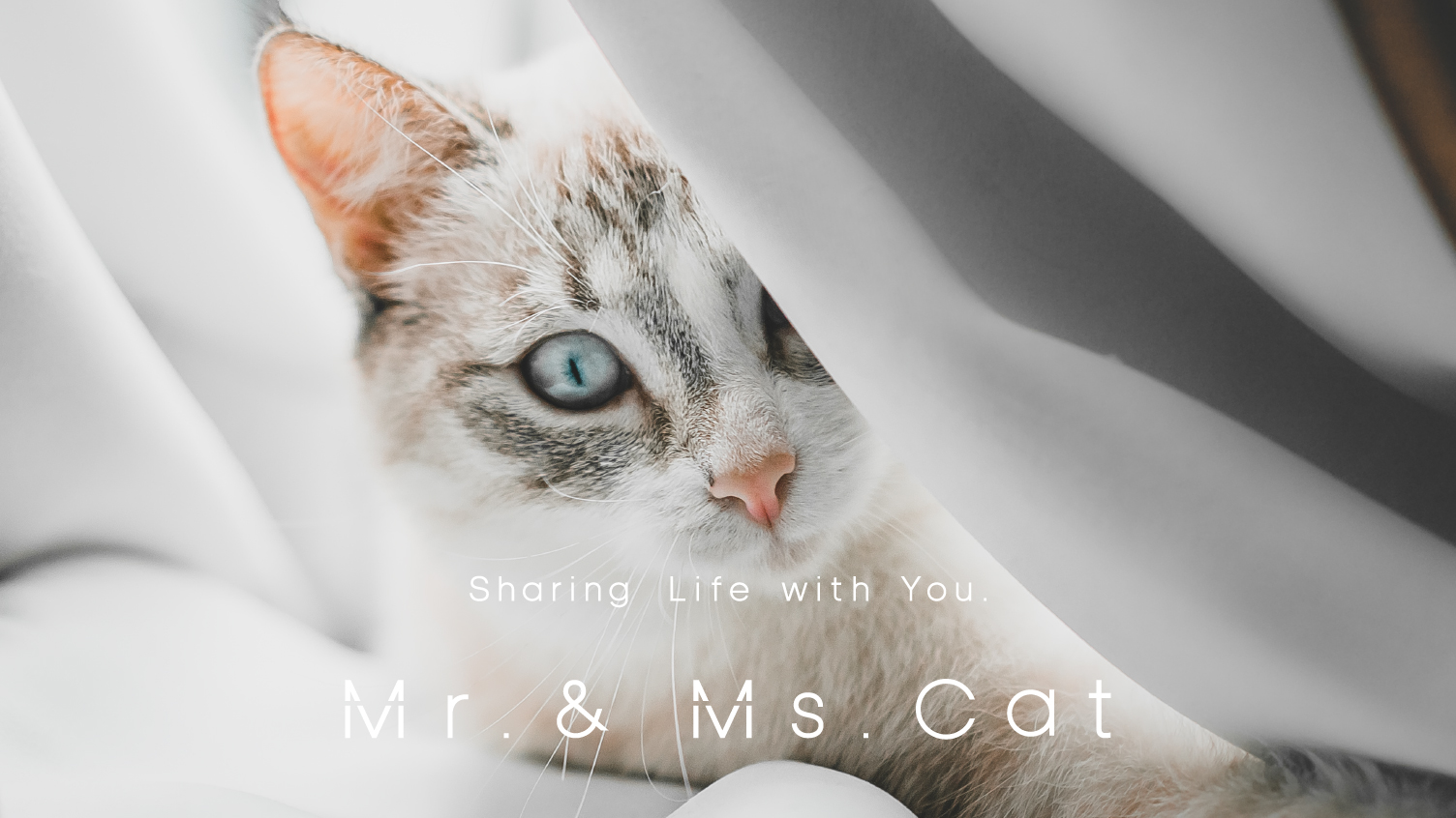 8月8日 世界猫の日に Direct To Cat ブランドが誕生 愛猫家のためのライフスタイルd2cブランド Mr Ms Cat 株式会社 Mr Ms Catのプレスリリース