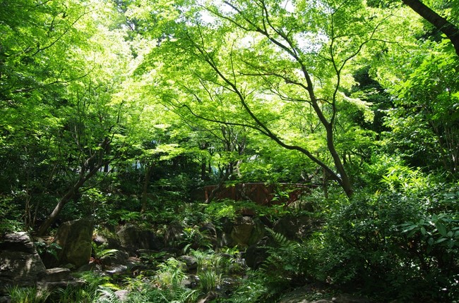 滝と緑に囲まれた「中自然の森」