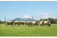 さっぽろ羊ヶ丘展望台「羊のお名前募集キャンペーン」のお知らせ