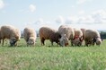 さっぽろ羊ヶ丘展望台:11年ぶりに羊の飼育頭数が20頭超え