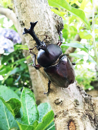 ※「わくわくカブトムシ狩り」イメージ