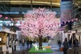 【相模大野ステーションスクエア】 相模大野駅改札外の通路上に“満開の桜”が一足早いお花見フォトスポットとして 3月1日(土)から4月13日(日)の期間限定で登場!