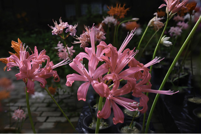 晩秋に輝く花の宝石 ダイヤモンドリリー 展 加茂荘花鳥園 静岡県掛川市 で花の販売が始まりました 加茂株式会社のプレスリリース