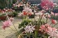 加茂荘花鳥園(静岡県掛川市):おかげさまで最後のダイヤモンドリリー展が無事終了しました。たくさんのご来園ありがとうございました。