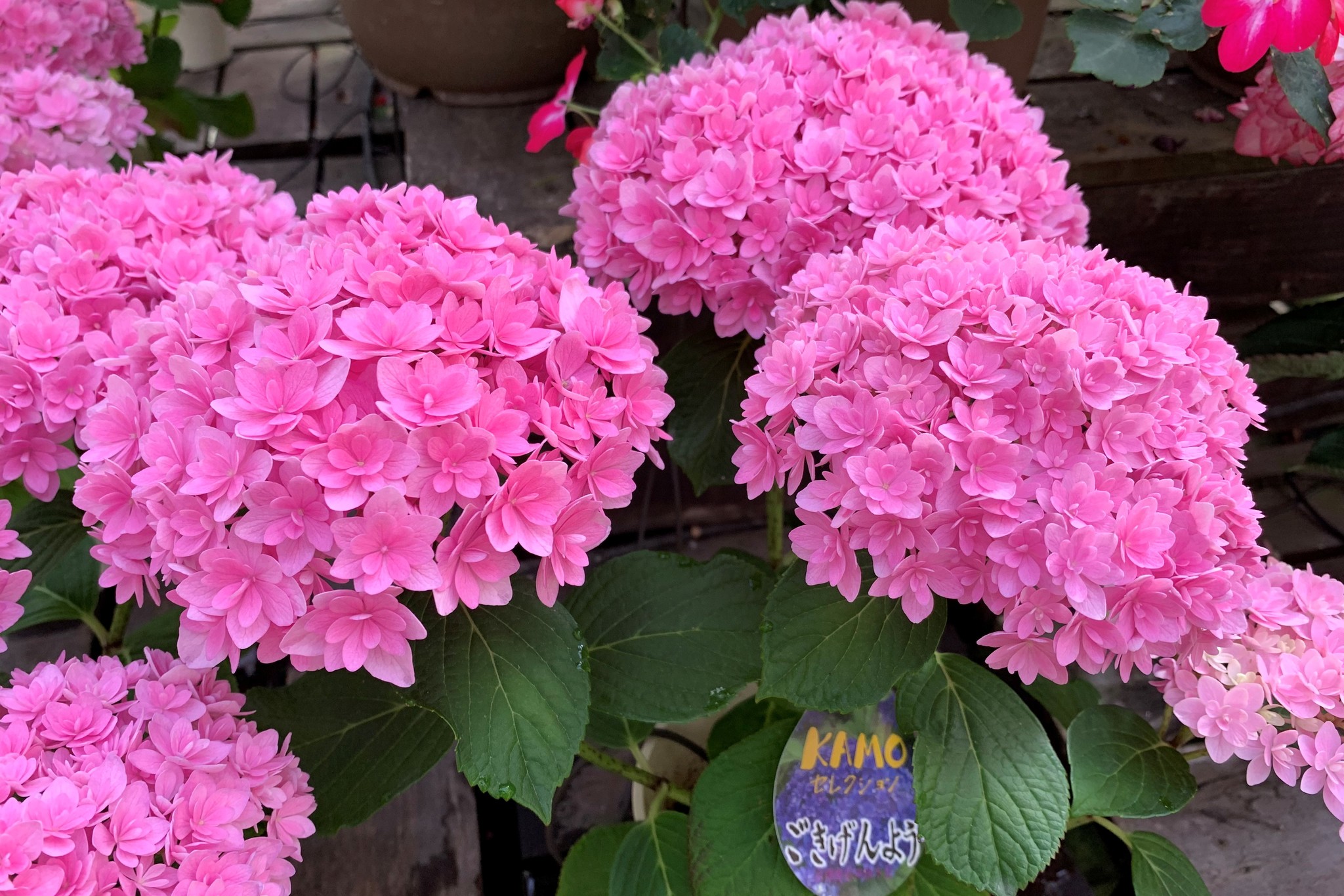 加茂荘花鳥園 静岡県掛川市 アジサイ苗通販 新たに17品種が仲間入り 加茂株式会社のプレスリリース
