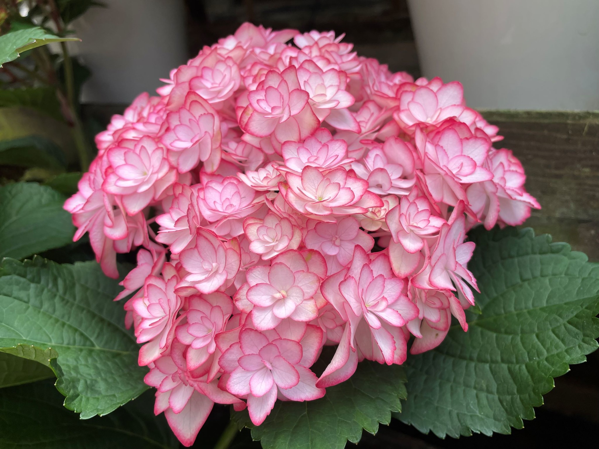 アジサイ新品種 ひな祭りルナ のご紹介 加茂荘花鳥園 静岡県掛川市 加茂株式会社のプレスリリース