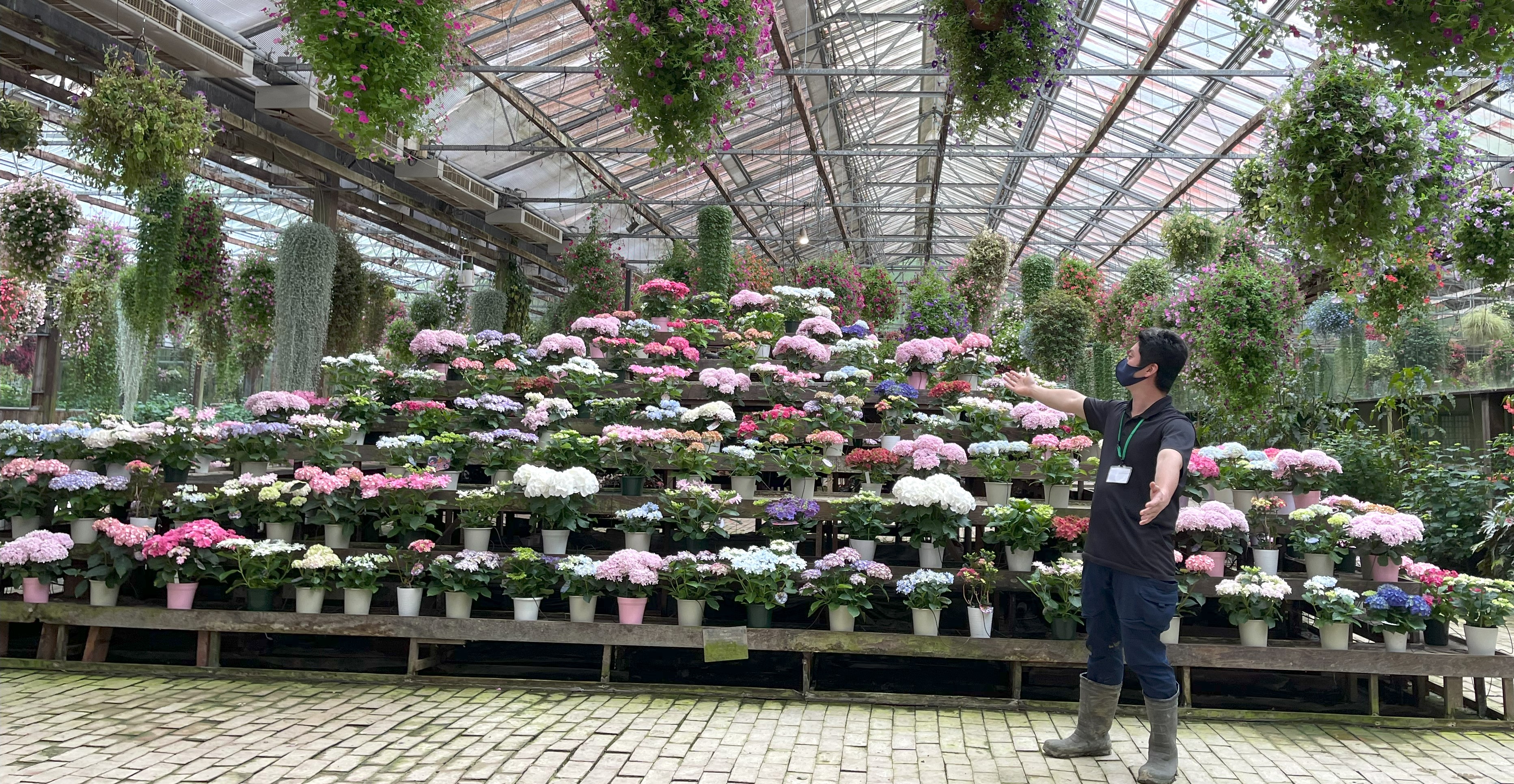 加茂荘花 園（静岡県掛川市）：2023年「オリジナル花菖蒲