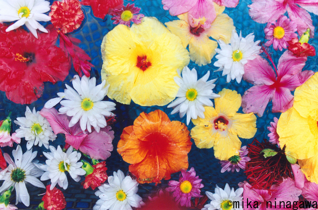 蜷川実花が撮ったハワイの写真がdfsギャラリア ワイキキ館内を彩る