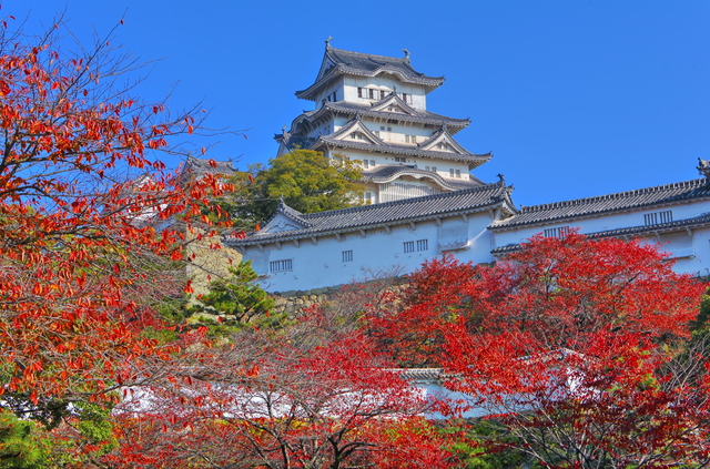 世界遺産であり、国宝でもある姫路城。例年11月中旬から下旬には見頃を迎える紅葉との美しい対比も楽しめます。