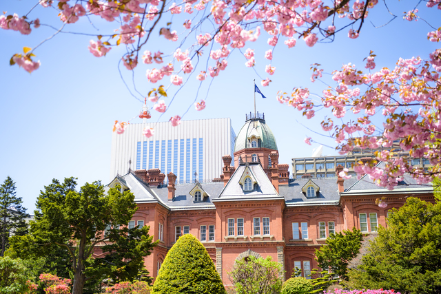 札幌では、ゴールデンウィーク頃から5月末まで、さまざまな種類の桜のお花見が楽しめます。
