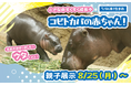 神戸どうぶつ王国初のコビトカバの赤ちゃん、8/25からお母さんとの親子展示がスタート!