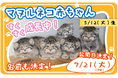 神戸どうぶつ王国　マヌルネコの赤ちゃんを7/21から親子で展示します！