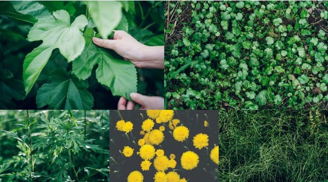 東三河産 5種の植物　左上から時計回りに【桑】【ゴツコラ】【スギナ】【菊】【ヨモギ】