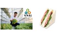 生で食べないと後悔するうまさ!春菊生産量全国1位! 大阪産「泉州きくな」 生で味わうサンドイッチ好評につき第2弾新商品発売